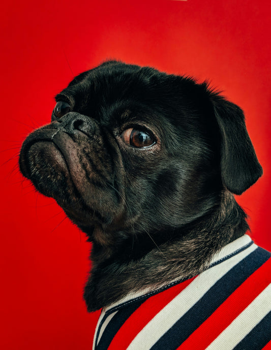 How to Transition Your Dog to a Raw Diet: A Step-by-Step Guide