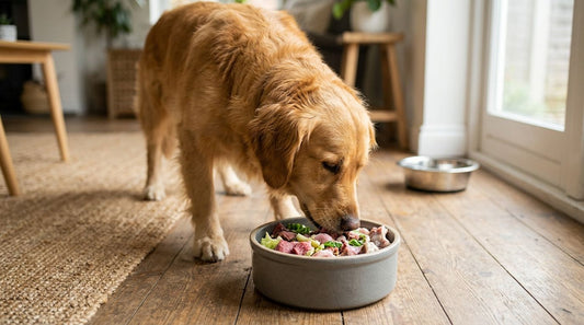 Best raw dog food for allergies UK 2026
