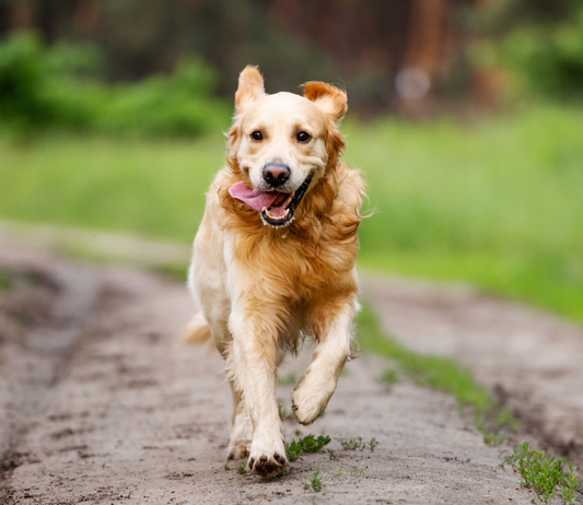 How Raw Food Supports Dog Health