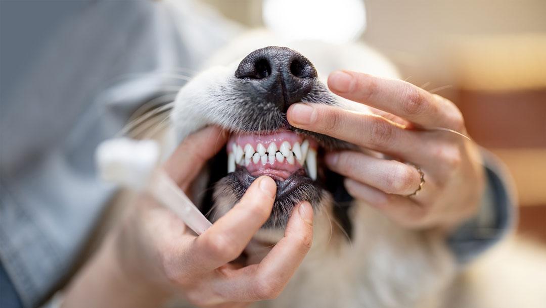 Why Raw Feeding is Better for Your Dog's Gut Health