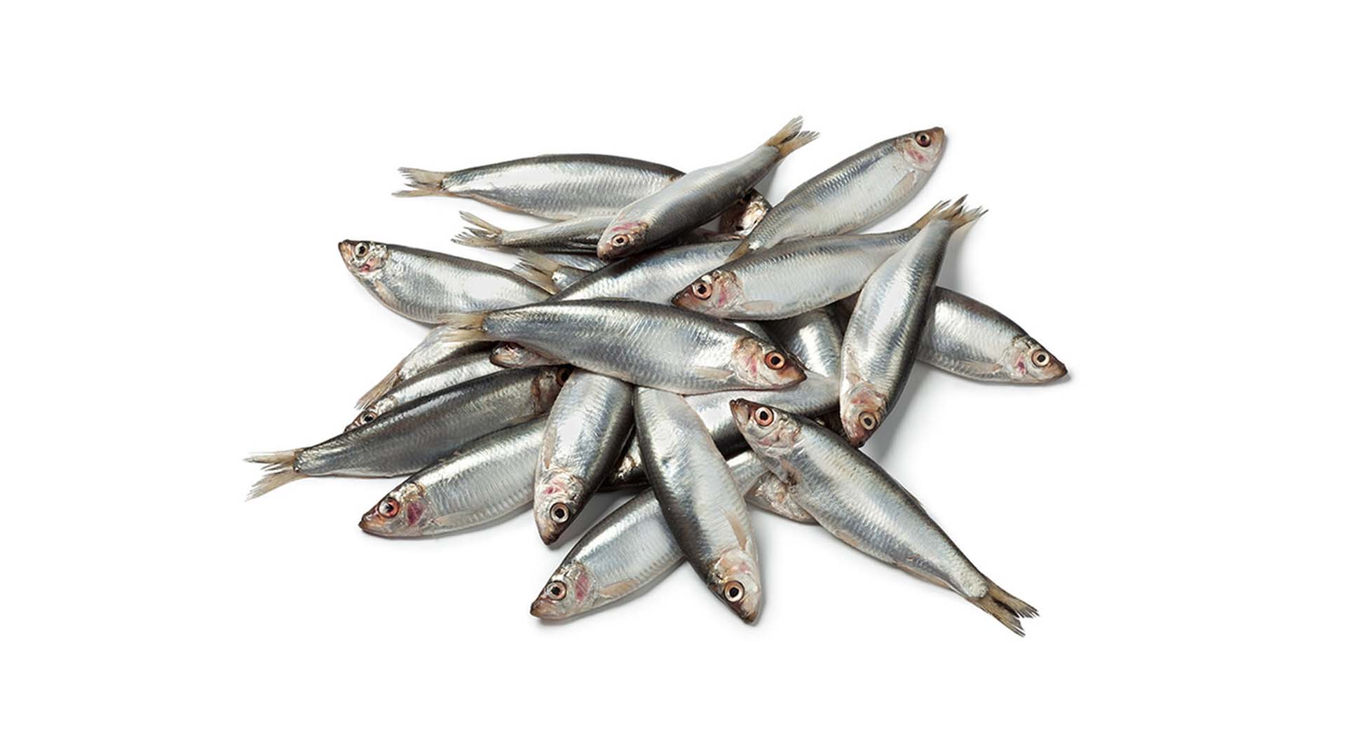 Sprats - Raw Direct